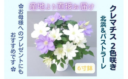 【先行予約】【長谷川園芸】クレマチス６寸２色咲き〔北浜×パストラーレ〕１鉢 【母の日 ギフト プレゼント 贈答 花のある生活】(AT216)