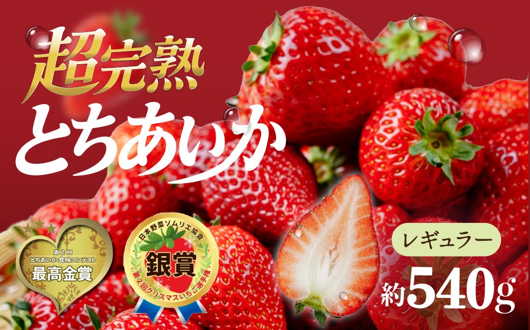 
                  いちご 【選べる発送月】 いちご 選手権金賞農園の 厳選&完熟&朝摘み とちあいか レギュラーサイズ 約270g × 2パック 合計 約540g | いちご イチゴ 苺 とちあいか 第2回いちご選手権金賞 ブランドいちご ストロベリー 完熟 果物 フルーツ くだもの 旬 産地直送 栃木県産 鈴木ファーム 栃木県 茂木町
                