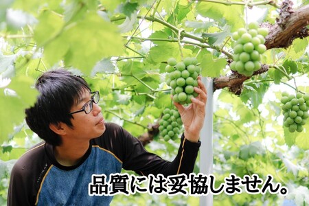 【2616-0303】[厳選品] 大粒希少品種 藤稔1房700g以上！ 朝採れぶどうを直送！ぶどう専門農家が本気で育てたぶどうをお届けします！