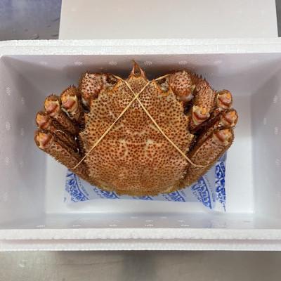 ふるさと納税 佐呂間町 オホーツク産　浜茹で毛蟹　約500g×1パイ　冷凍便 |  | 02