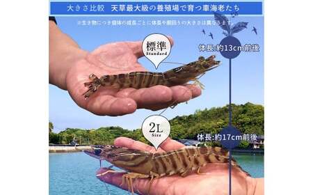 【配送指定日必須】天草産活車海老 700g 大（2L） 16～19尾 活き車海老 車海老 車エビ 活き海老 活きエビ えび 海老 エビ 新鮮 魚介 【発送期間2026年11月6日～2027年3月31日