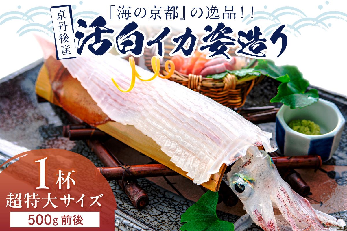 【先行予約】京丹後産『海の京都』の逸品！！　活白イカ姿造り（クリスタル白いか）超特大サイズ 1杯（500g前後）（2026年6月上旬～発送）　YK00541