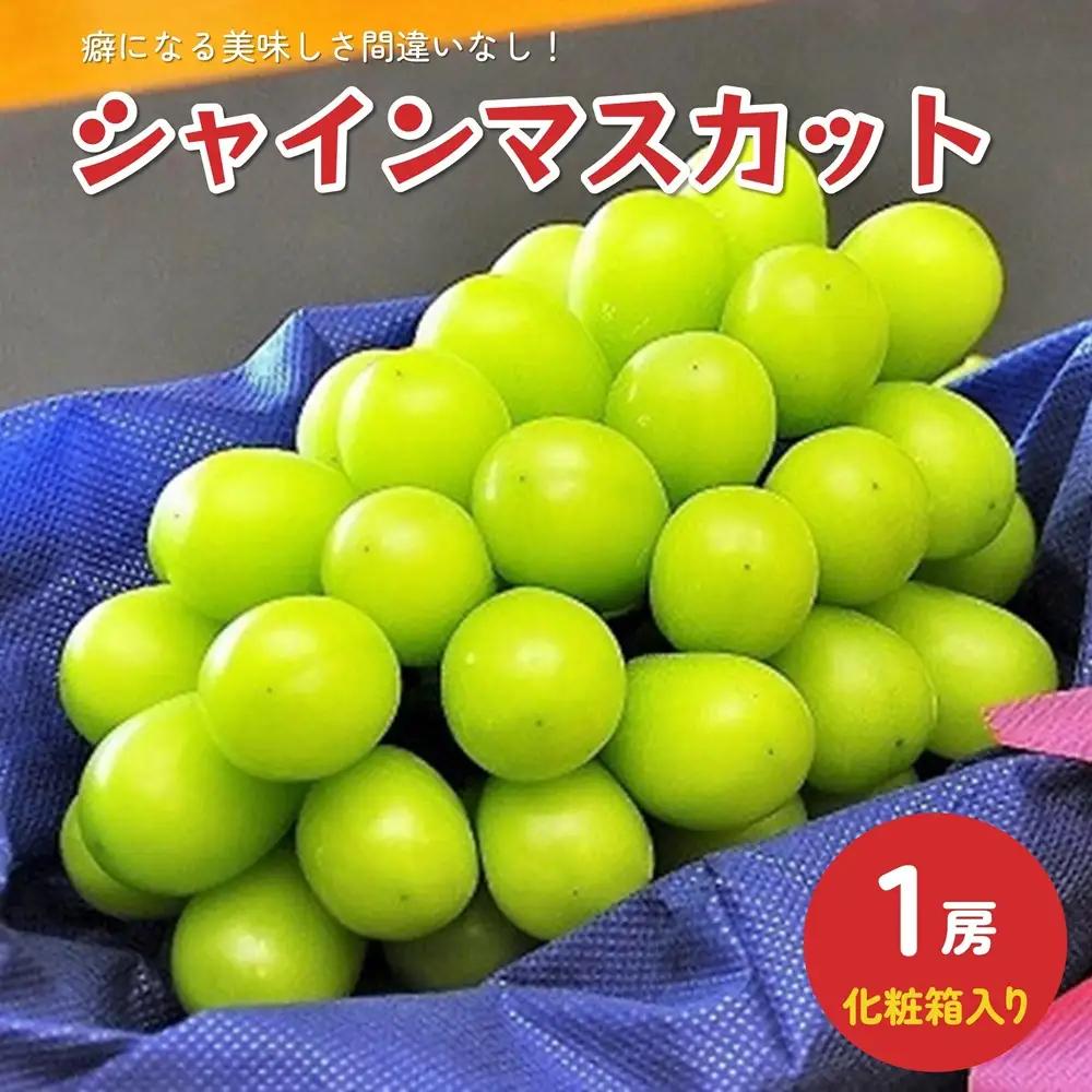 ぶどう（シャインマスカット）１房　化粧箱入り　0010-2602