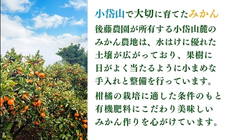 ご家庭用 【先行受付】後藤農園 不知火 5kg 訳あり 熊本県 南関町 フルーツ 果物 くだもの 柑橘