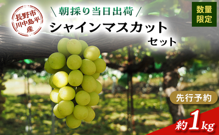 【先行予約】【数量限定】【朝採り当日出荷】信州・長野市川中島平産 ぶどう「シャインマスカット」セット 約1kg（2房） 2026年9月下旬より順次発送