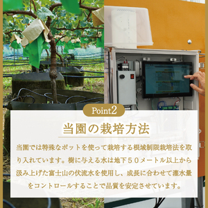 富士吉田市産　ブドウ狩りプラン(シャインマスカット) ぶどう 葡萄 体験 収穫 フルーツ狩り 果物狩り フルーツ 果物 シャイン シャインマスカット 収穫体験 