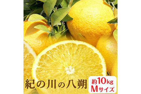 秀品 紀の川の八朔 約10kg Mサイズ 厳選 はっさく 柑橘《1月中旬-2月下旬頃出荷》 紀の川市厳選館 和歌山県 紀の川市 フルーツ 果物