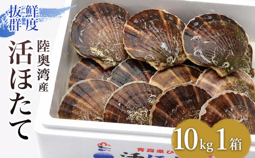 活ほたて 10kg入 1箱 【平内町漁業協同組合】 ホタテ ほたて 帆立 活ホタテ 人気 生ほたて 生ホタテ 刺身 貝 貝柱 殻付き 海鮮 新鮮 ほたて広場 魚介 青森県 平内町 東北 むつ湾 陸奥湾 漁協 BBQ バーベキュー キャンプ F21J-164