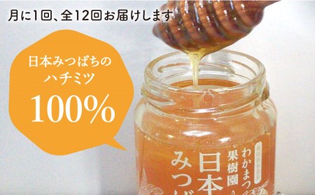 【全12回定期便】福岡県 糸島産 わかまつ 果樹園 の 日本 蜜蜂 の はちみつ 100％ PURE RAW 糸島市 / わかまつ農園[AHB034] 蜂蜜自然栽培の果樹園の木々の下に住む希少な日本み