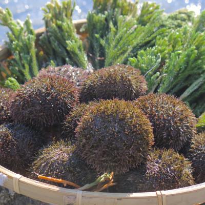 ふるさと納税 網走市 冷凍蝦夷ばふん雲丹　ハーフサイズ　50g |  | 01