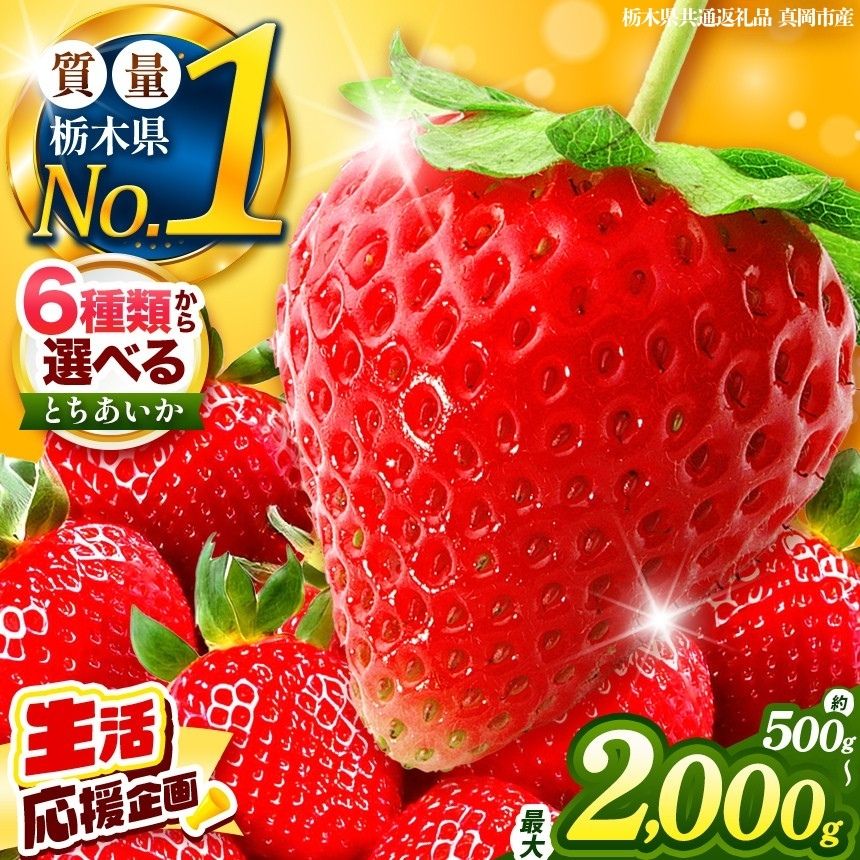 【ふるさと納税】いちご とちあいか 訳あり 定期便 栃木県産 500g～2kg以上 【2026/27先行予約】| 年内発送 可能 高評価 人気 フルーツ 果物 栃木県共通返礼品 真岡市産 栃木県産