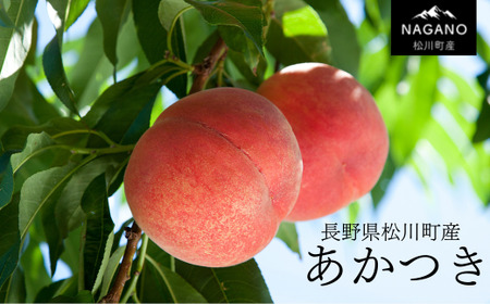 KM01 桃 あかつき 中玉 約2.5kg以上（7～10玉）贈答 ／2026年7月中旬頃～配送予定 // 長野県 南信州 松川町 モモ 贈答 産地直送 新鮮  もも 甘い 約3kg 冷蔵便 クール便