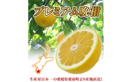 プレミアム 河内晩柑 10kg 河内晩柑