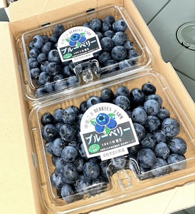 【2024年先行予約】6月～7月発送！大きく甘い、完熟ハイブッシュブルーベリー　500g（250g×2パック）