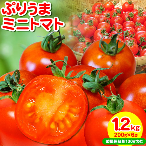 ぷりうまミニトマト 1.2kg (200g × 6袋) 破損保証約100g含む トマト ミニトマト 野菜 GTOファーム 熊本県 南阿蘇村《30日以内に出荷予定(土日祝除く)》