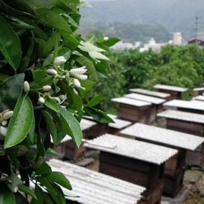 ふるさと納税 松山市 道後の杜 はちみつセット(300g×3本)　ミニはちみつ2本付き |  | 02
