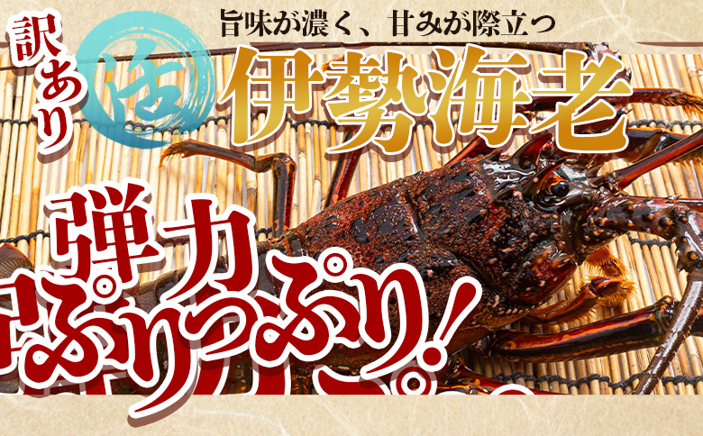 活 伊勢海老 計750g(1～3匹) 冷蔵 - 訳あり 国産 エビ えび 海鮮 魚介 産地直送 プリプリ 味噌汁 刺身 焼き物 汁物 えび蔵 高知県 香南市 冷蔵 10000円以上 1万円以上 eb-