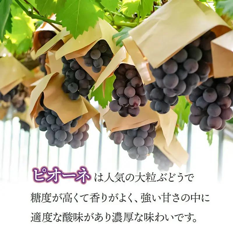 【令和8年産先行予約】 鶴岡市産 ピオーネ 約2kg（3～5房） 佐藤農園