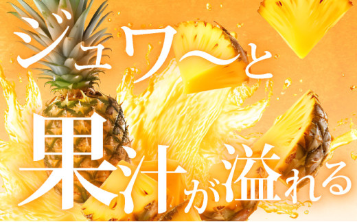 ＜先行予約＞ 石垣島産 ゴールドバレル１玉 約2.0kg ギフト用梱包 ＜2026年7月以降発送＞ | ギフト 贈り物 産地直送 沖縄 石垣 フルーツ パイナップル パイン ゴールドバレルパイン SI