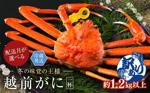 【年内発送・指定日着可】越前がに（オス）「ずわいがに」特特大サイズ（1.2kg以上） 訳あり 1杯