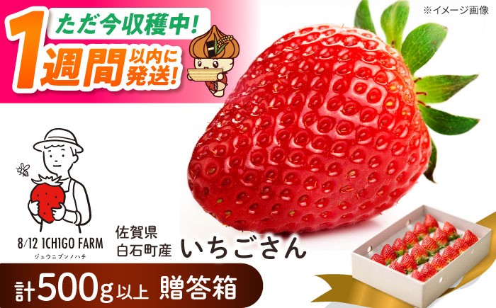 
                  いちご【スピード発送】ギフトにもおすすめ！化粧箱入り いちごさん 500ｇ以上 【8/12ICHIGOFARM】いちごさん 苺 いちご 苺 果物 イチゴ イチゴ 苺 ichigo strawberry ストロベリー 旬 産地直送 イチゴ フルーツ 果物 国産 小分け いちご ベリー 人気苺 ふるさと納税苺 おすすめ苺 佐賀県産 いちご [IBR003] 
                