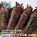 【ふるさと納税】活冷 伊勢えび 2～4尾（600g）【訳あり】伊勢海老 伊勢エビ 規格外 不揃い 絶品 刺身 三重県 紀北町 紀伊長島【BB25】