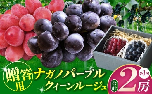 【先行受付：2026年9月発送】贈答用　ナガノパープル・クイーンルージュ　各１房（1.2キロ以上） │  ナガノパープル クイーンルージュ ぶどう ブドウ 葡萄 ギフト フルーツ 果物 先行受付 ふるさと納税 長野県 信州 松本市