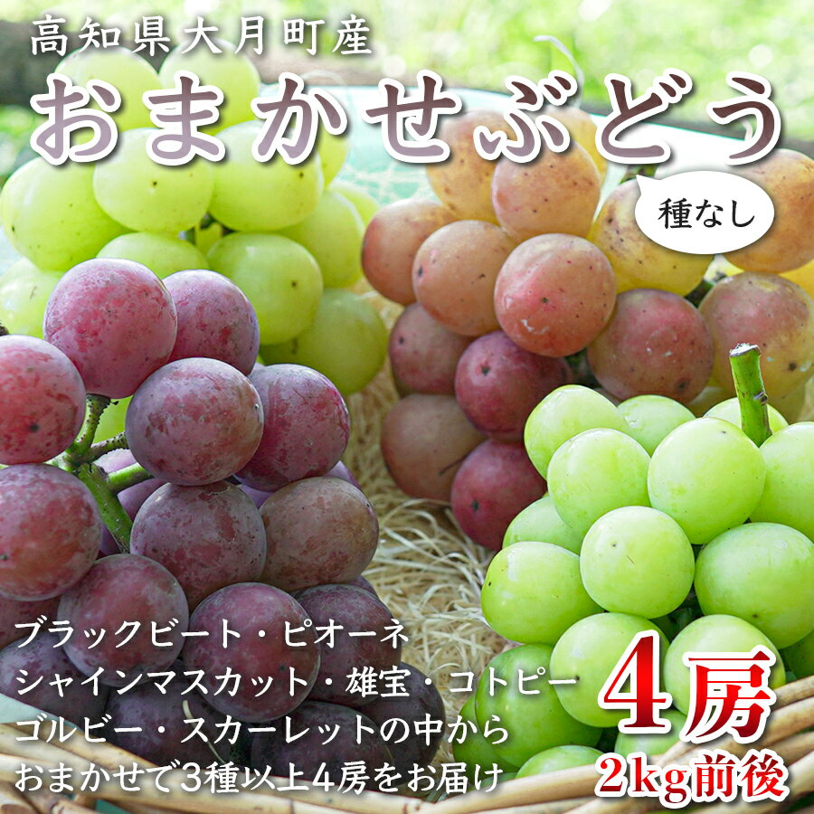 【ふるさと納税】【高知県 大月町産】松田ぶどう園　種なしブドウ4房(2kg)