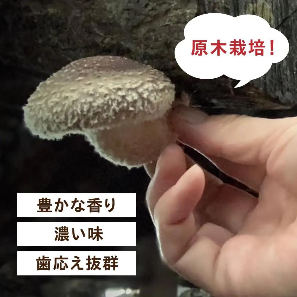 原木 乾燥しいたけ 150g（30g×5） 椎茸 シイタケ 乾物 北海道 [AXAI002]