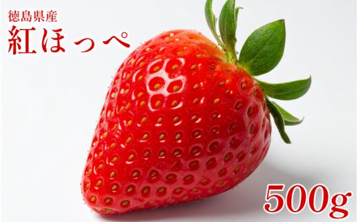 いちご 500g 紅ほっぺ 苺 イチゴ ストロベリー 数量限定 徳島県産 ichigo strawberry itigo 1月下旬より順次出荷 徳島県