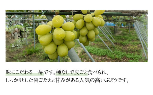 《 2026年 収穫分 》 シャインマスカット 1.2kg 2～3房 (桜川市・石岡市共通返礼品) 先行予約 石田ぶどう園 国産 茨城県 桜川市 マスカット ぶどう ブドウ 葡萄 果物 くだもの フル