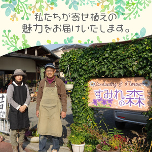 多肉植物の寄せ植え　25cm鉢【005D-006】