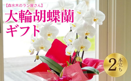 洋蘭 大輪胡蝶蘭 2本立ち（高さ70?80cm/幅約40cm） 【森水木のラン屋さん】 お祝い 誕生日 鉢植え 花 贈り物 ギフト 蘭