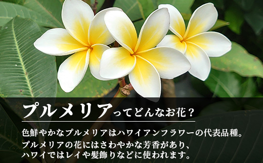 石垣島産 プルメリア苗木1本(50〜60cm) NE-5