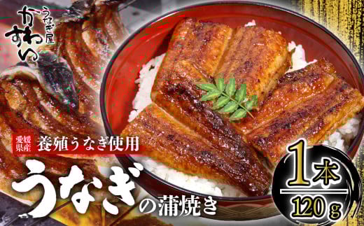 【容量選択可】〈うなぎ屋かわすい〉愛媛県松山市養殖うなぎを使用！うなぎ蒲焼 1本 (1尾：120～149g)  ｜うなぎ ウナギ 鰻 蒲焼き 国産 お取り寄せ グルメ ふるさと納税  簡単調理 土用丑の日 ギフト 贈り物 お中元 お歳暮 母の日 父の日  かわすい 川口水産 愛媛県 松山市