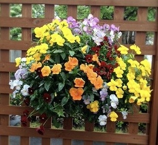 【先行予約】 花 育てる パンジー ビオラ ハンギング バスケット 寄せ植え 生花 自然 お花 植物 フラワー ガーデニング 壁掛け 贈り物 静岡県 藤枝市 2025年11月中旬より発送開始 オンライ