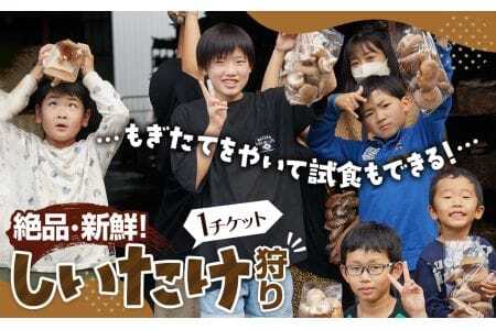 【★絶品・新鮮★しいたけ狩り！】もぎたてを焼いて試食もできるしいたけ狩り！ファミリー・女性・カップルに◎♪ ／ 体験チケット 収穫体験 椎茸 シイタケ ハウス 雨天可 山口県 No.207