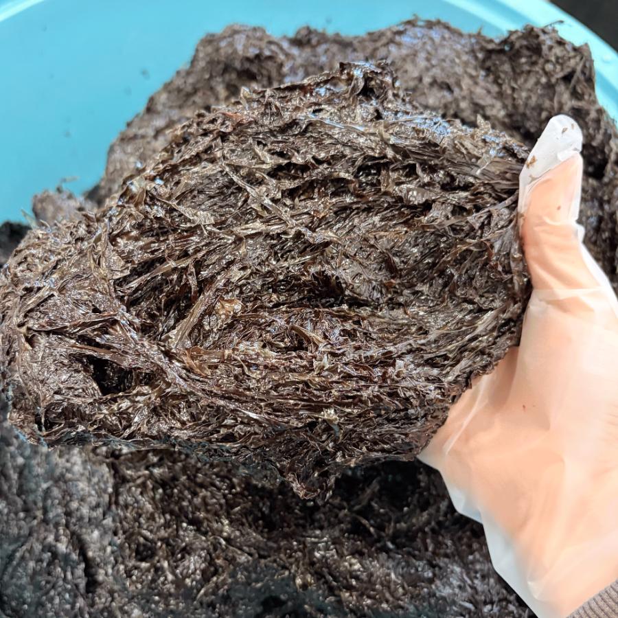 ＜岬水産＞愛知県師崎産「生海苔」500gx2袋（1kg）
