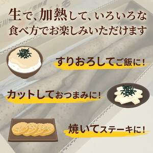 【先行予約 2026年収穫分】長いも（ネバリスター）5kg （1箱）/ 長いも