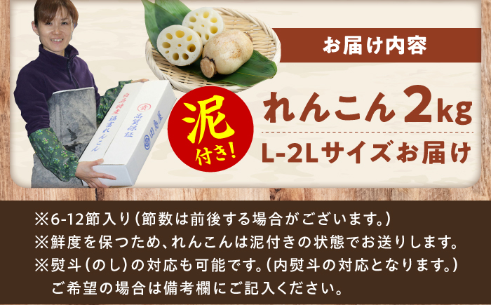 【10月1日金額改定予定！】【ミシュランシェフも認めた】田島屋れんこん 2kg（泥付き） / れんこん レンコン 蓮根 佐賀県産 白石町産 / 佐賀県 / 田島屋れんこん [41ASDA002]