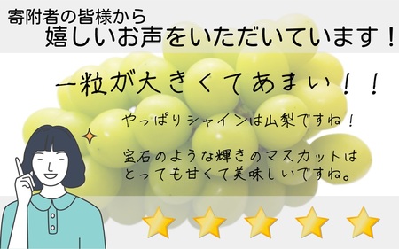 【産地直送】山梨県産：シャインマスカット　1.3～1.5箱(2～3房)　ないとうぶどうファーム [5839-1926]