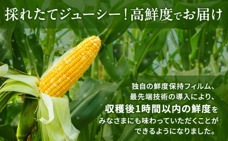 とうもろこし 先行予約 甘々娘 甘太郎 約4〜6本 レンチン とうもろこし