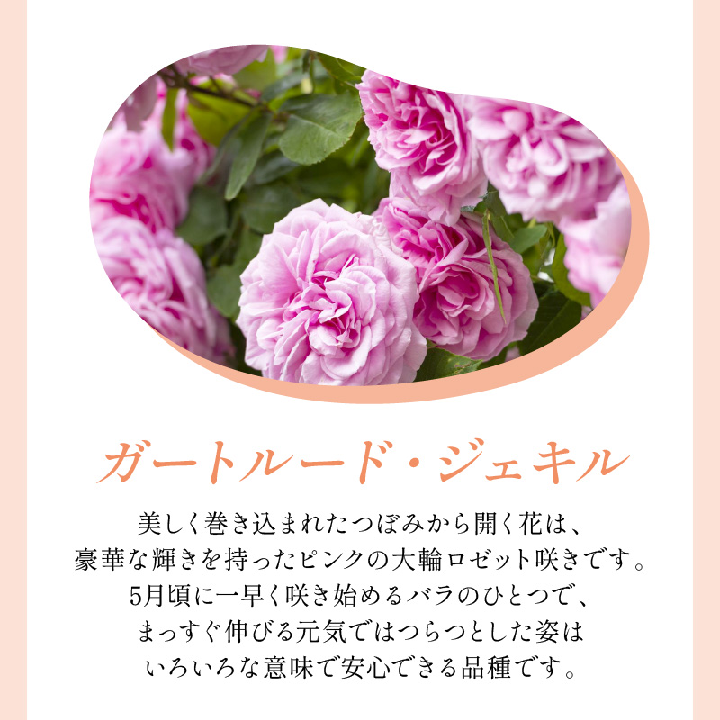 【イングリッシュローズ】デビッド・オースチン ガートルード・ジェキル 6L鉢苗（バラ専用肥料付）【025D-038】