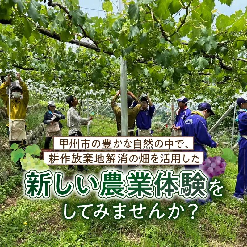 ぶどう産地・勝沼から生まれる農業体験（醸造用ぶどう）（BDB）D4-1610
