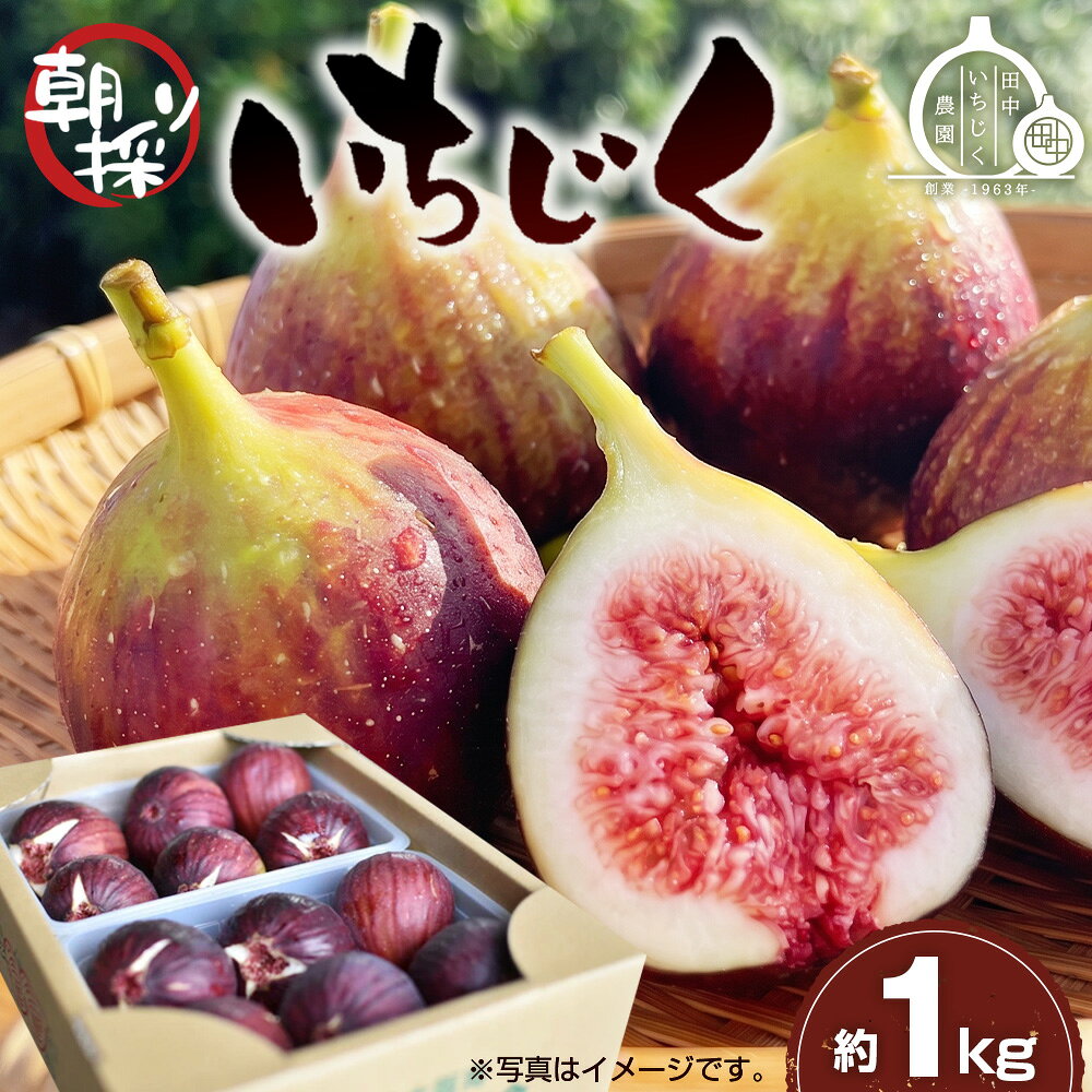 【ふるさと納税】いちじく 朝採り【2026年配送】約1kg ／ 無花果 イチジク フルーツ くだもの 果物 果実 朝採れ 新鮮 甘み 旬 みずみずしい 大容量 お取り寄せ スイーツ 朝摘み 甘さしっかり 家族で楽しむ 冷蔵配送 食感果実 農家直送 河南町産 送料無料 大阪府 No.330