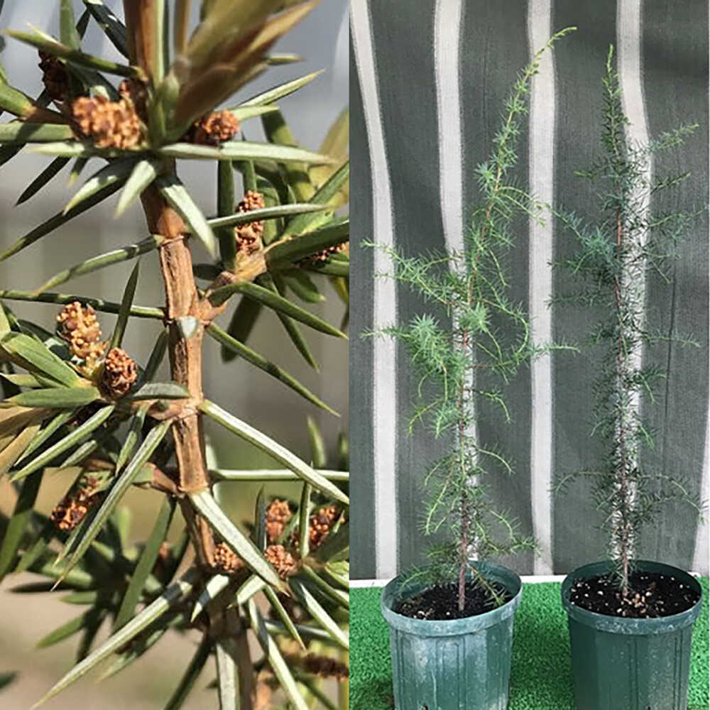 【ふるさと納税】ジュニパーベリー大苗(西洋ネズ) オス木メス木 各1本セット 樹高70cm前後 苗 苗木 口径18cm スリット鉢植え / 木 おしゃれ 植物 オス メス 鉢 庭木 植木 熊本県 九州 菊池郡 菊陽町 屋外 べりー ベリー ガーデニング【Herb＆Rose】[BHCQ003]
