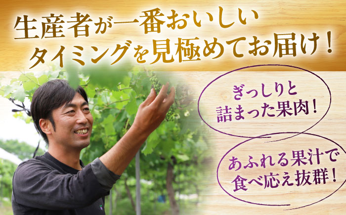 【先行予約】【8月下旬から9月中旬に順次発送】　ピオーネ 2kg（4から5房）　ぶどう 葡萄 フルーツ 果物 くだもの ぶどう ピオーネ 三次市/芝床農園 [APCK002]