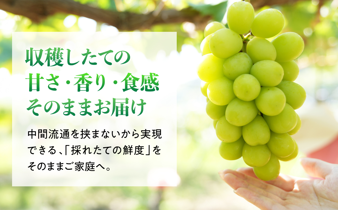 【先行予約/2026年8月下旬発送】内子町産　朝採りシャインマスカット　約3kg(5～6房)　／　シャインマスカット ぶどう ブドウ 葡萄 マスカット フルーツ 果物 くだもの 先行予約 　／　内子町