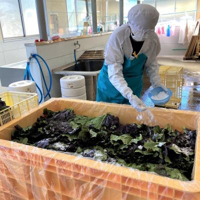 ふるさと納税 熊野市 熊野特産　たかな漬きざみ用100g×20袋 |  | 02