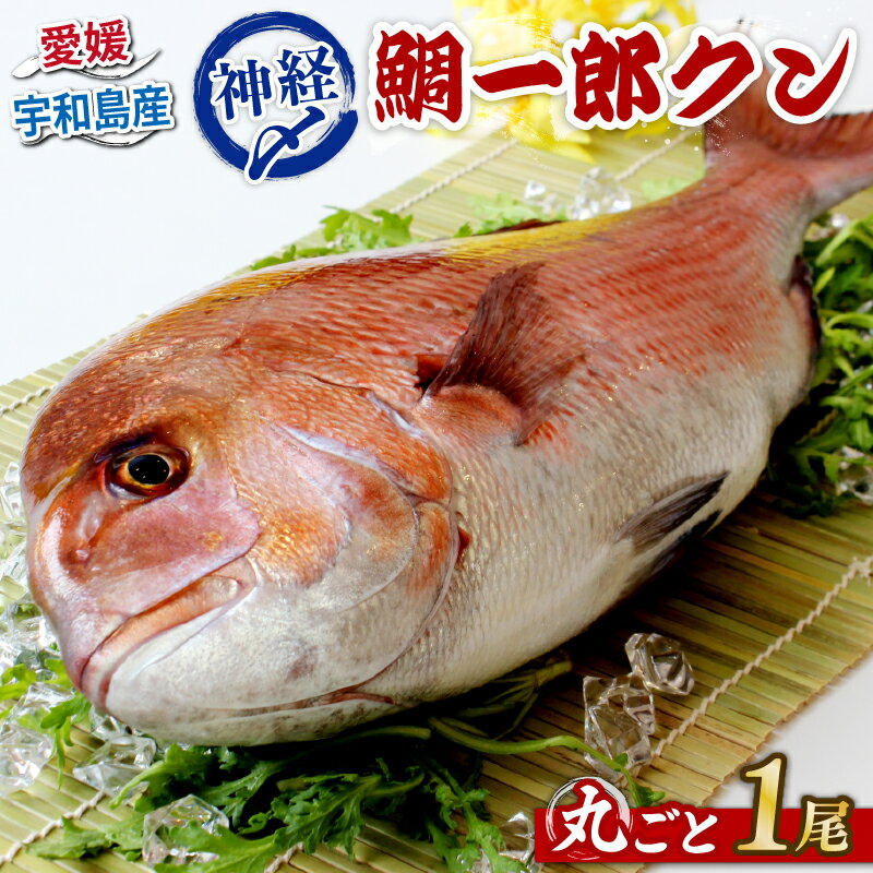 【ふるさと納税】 真鯛 1尾 鯛一郎クン 神経締め 株式会社タイチ 神経〆 まるごと 鯛 タイ たい tai マダイ まだい 養殖 お祝い 刺身 お刺身 お刺し身 鯛めし 鯛茶漬け 鯛しゃぶ 塩焼き 煮付け 焼き物 アレンジ 冷蔵 新鮮 産地直送 愛媛県産 国産 愛媛 宇和島 D020-195001